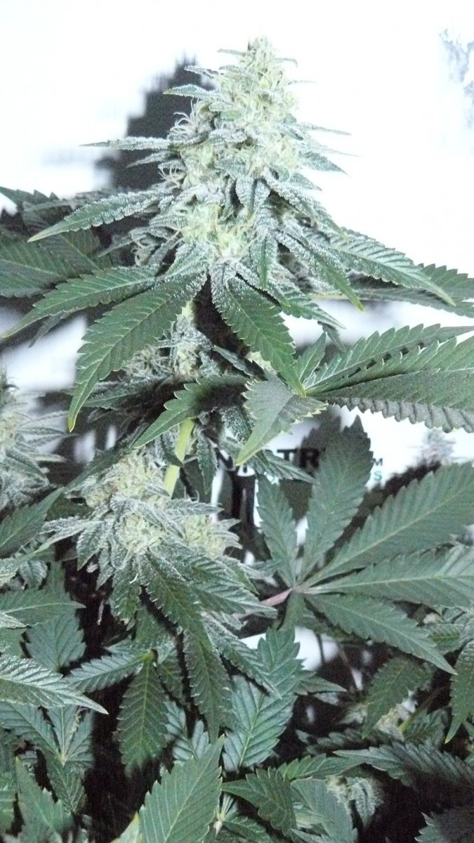 frontroom and drobes 11 04 23 016