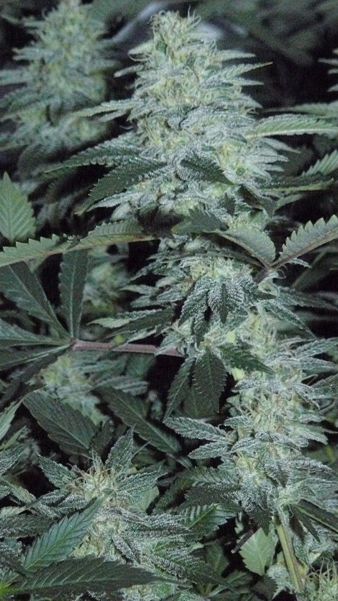 frontroom and drobes 11 04 23 018