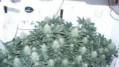 frontroom and drobes 11 04 23 026