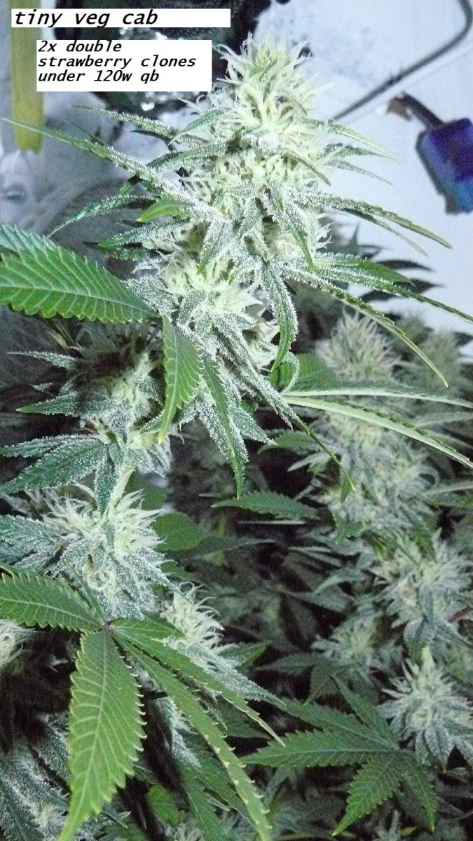 frontroom and drobes 11 04 23 027