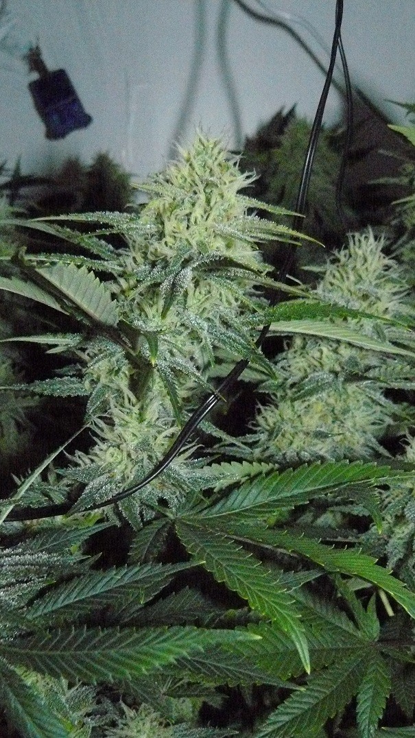 frontroom and drobes 11 04 23 030