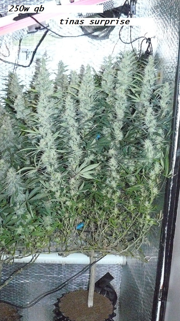 frontroom and drobes 11 04 23 041