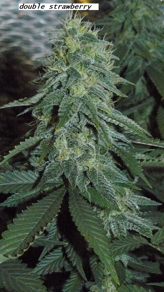 frontroom and drobes 11 04 23 045