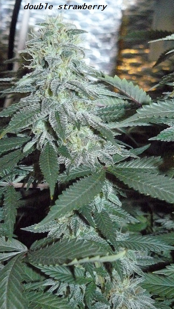 frontroom and drobes 11 04 23 047