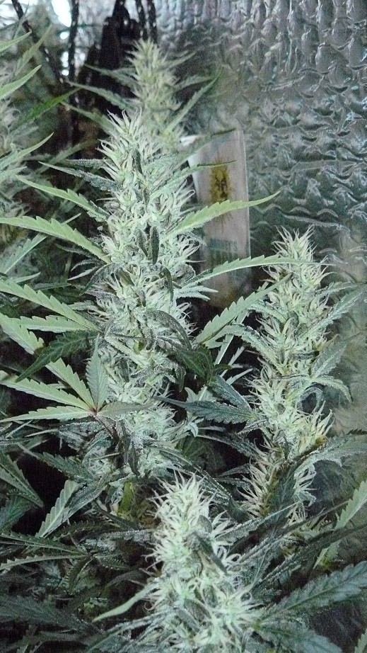 frontroom and drobes 11 04 23 054