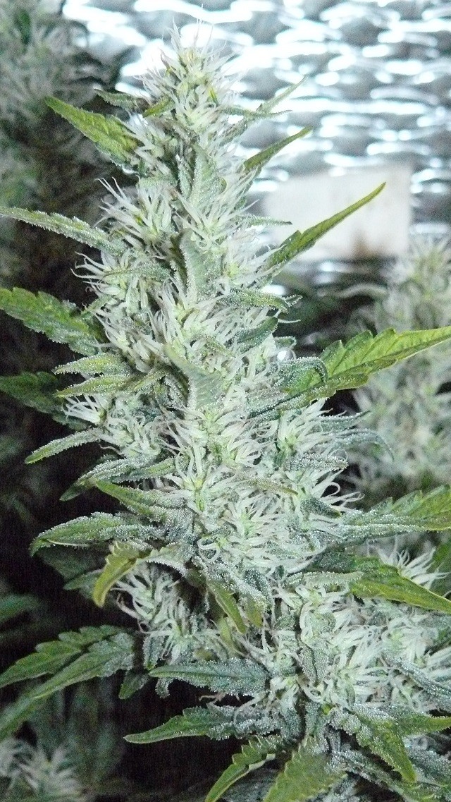 frontroom and drobes 11 04 23 058