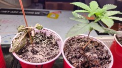 16813485362835280060744582152470