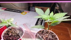 16813486167174801008340838060293