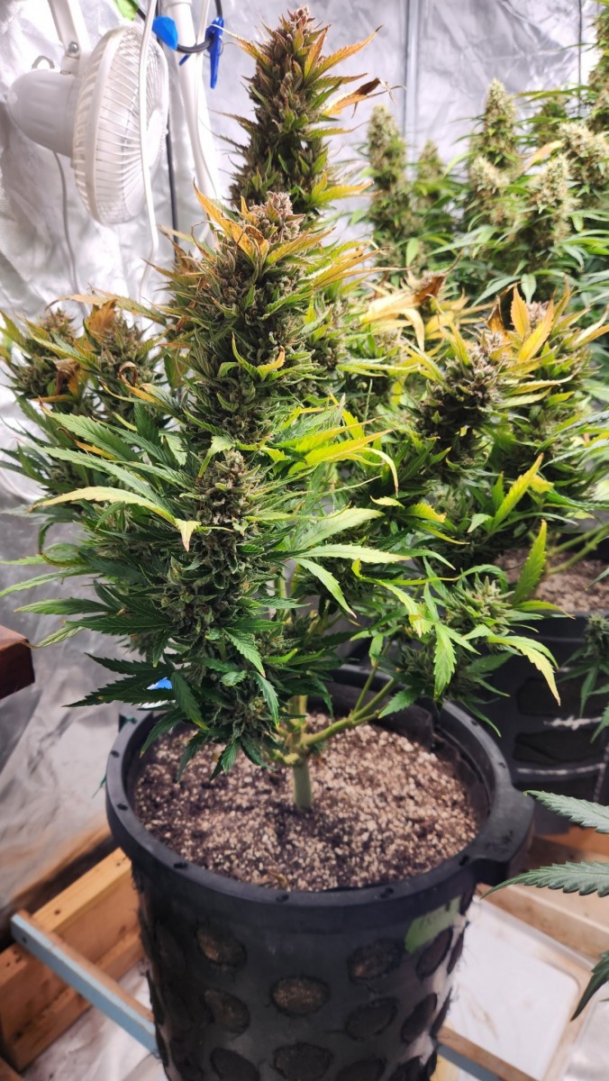 16814363619957257601055834823930