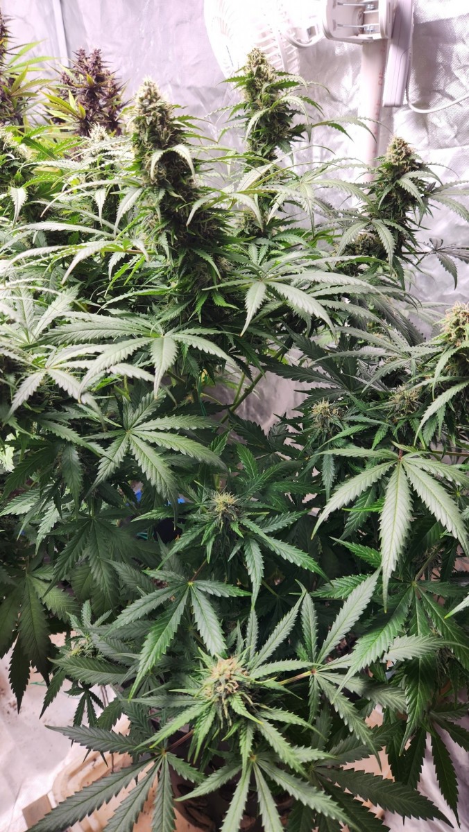 16814364545628609438966161287892