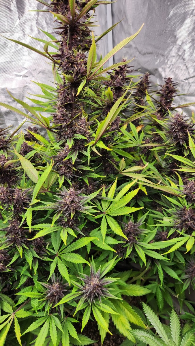 16814365577191775009206139461263