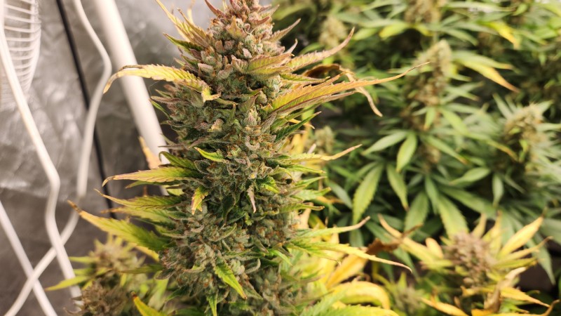 16814380681103134003647447205588