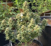 C4A6572A-CC33-448D-9A04-2425C5025C20