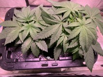 9178A096-4156-4CEB-8E27-AD8386DA8098