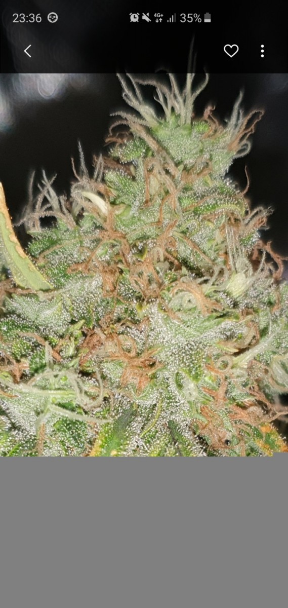 Screenshot_20190802-233630_Gallery