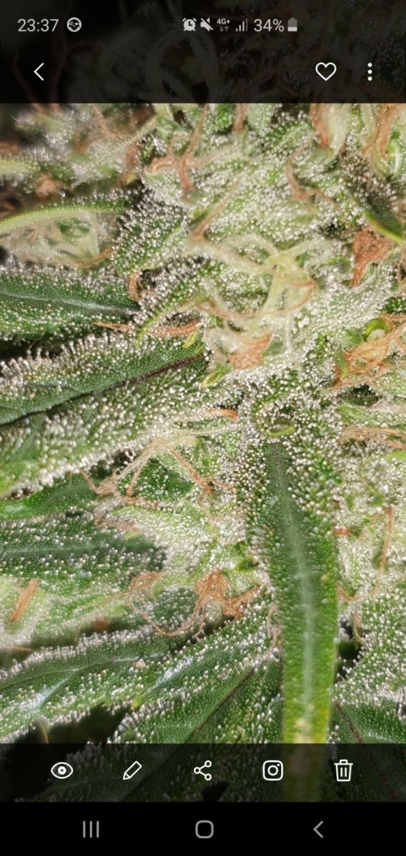 Screenshot_20190802-233746_Gallery