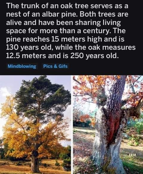 d8a2b9e8bee1afccc18efe282adf31a6ad9bef5d