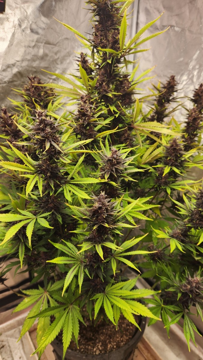 16816903692178105315996037899140