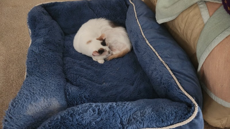 16817634437223174154834170564042