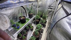 BCNobodyCaresAboutVeg