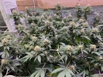 9A22326B-6D8B-4090-BB3C-9097618A3A42