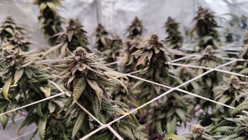 Sour Banana Cookies x Farmers Fire