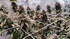 Sour Banana Cookies x Farmers Fire