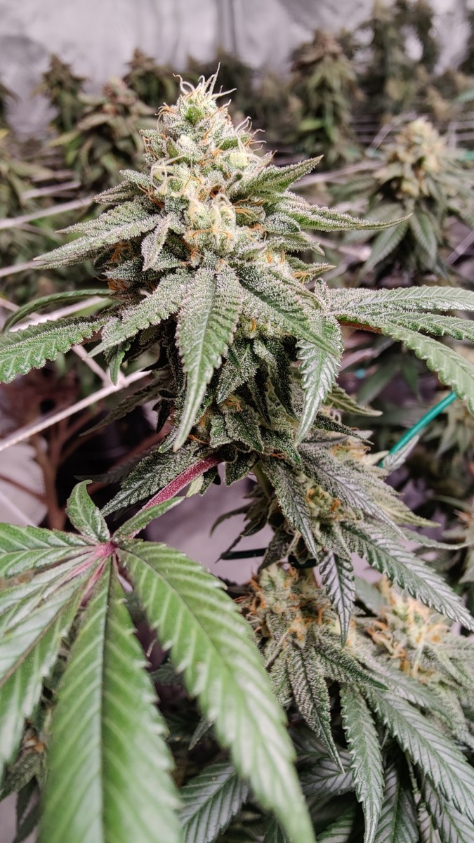 Dumpster {Ohio Cut} x Do-si-dos #22