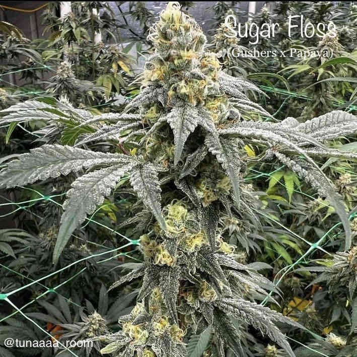 Sugar-Floss Breeder Pic