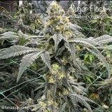 Sugar-Floss Breeder Pic