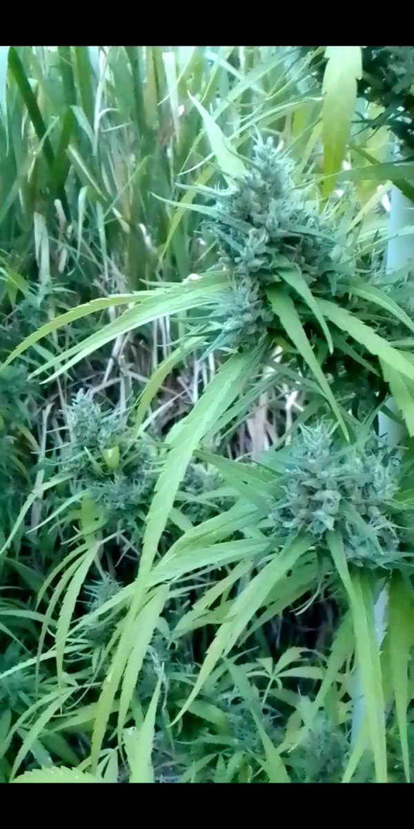 Screenshot_20230418-193932