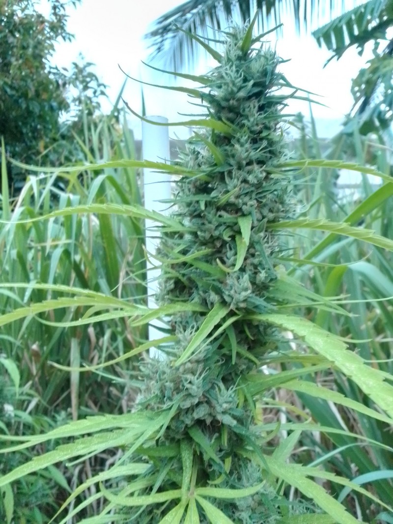 IMG_20230418_182641_HDR