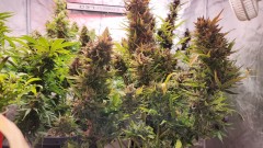 16820389944704775022524527341497