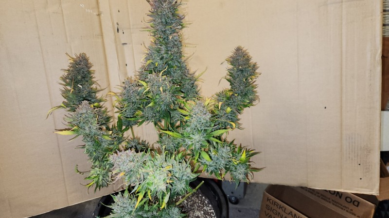 16822073261402946044588665234837