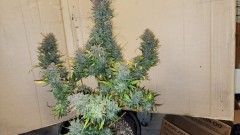 16822073261402946044588665234837