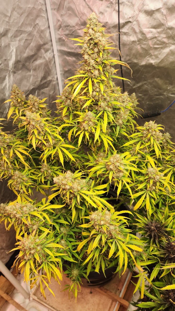 16823809474946910409369547380944