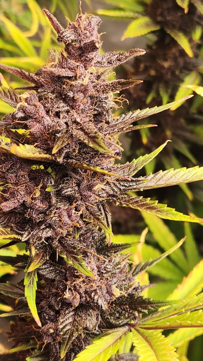 16823809894033836679586219046798