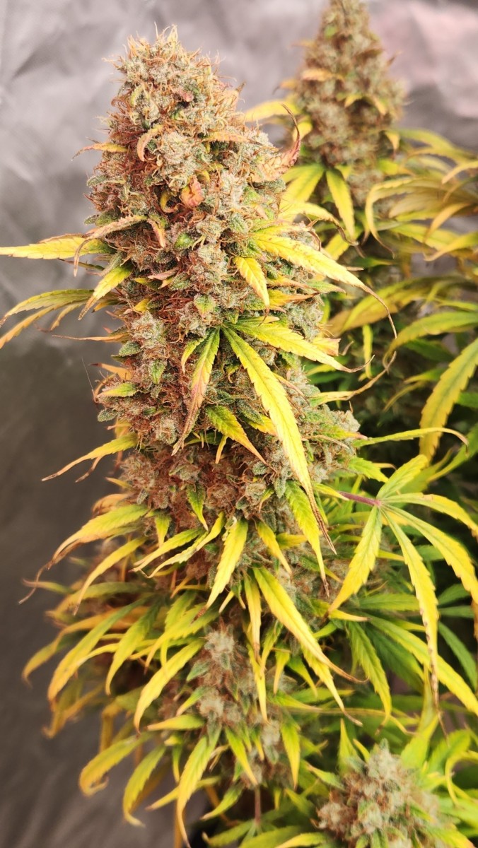 16823810611477556582095810683220