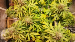 1682381155002654932887654332713