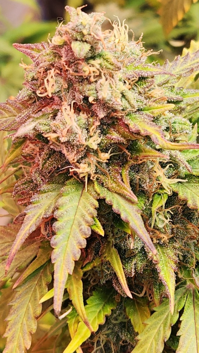 16823812421285521085766767769076