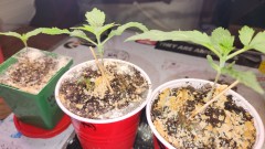 168238457792837660236332637975