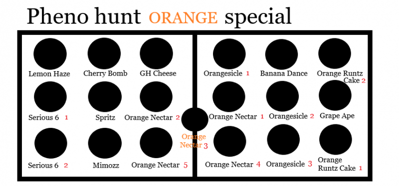 phenohuntORANGElayout