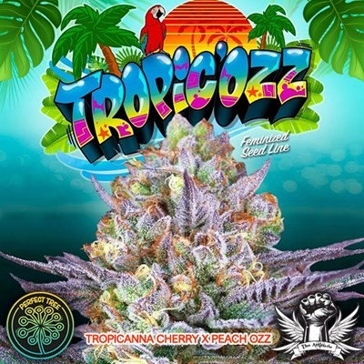 attitude-perfecttree-newlogo22-tropicozz_400x400