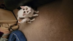 16825587413726268994818452326347