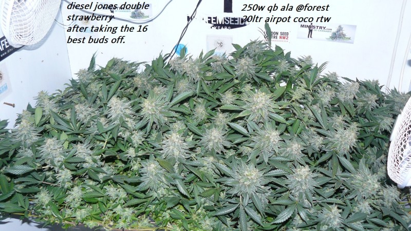 drobes nearly there! 001