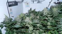 drobes nearly there! 002