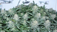 drobes nearly there! 003