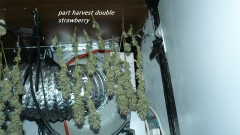 drobes nearly there! 005