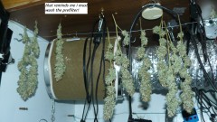 drobes nearly there! 007