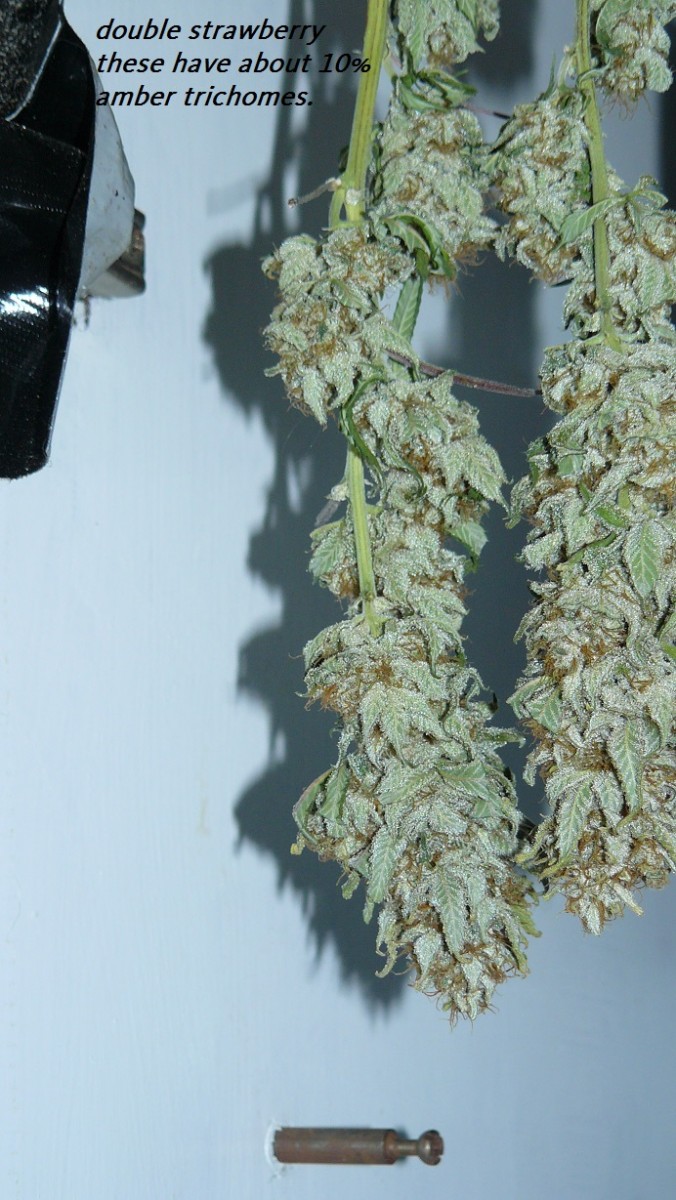 drobes nearly there! 008